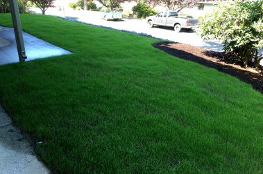 Whatcom Landscapes New Lawn in Bellingham