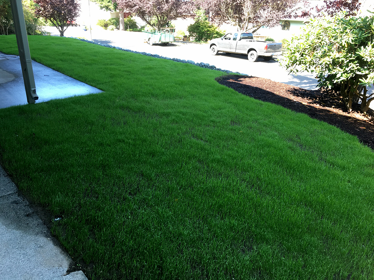 Whatcom Landscapes New Lawn in Bellingham