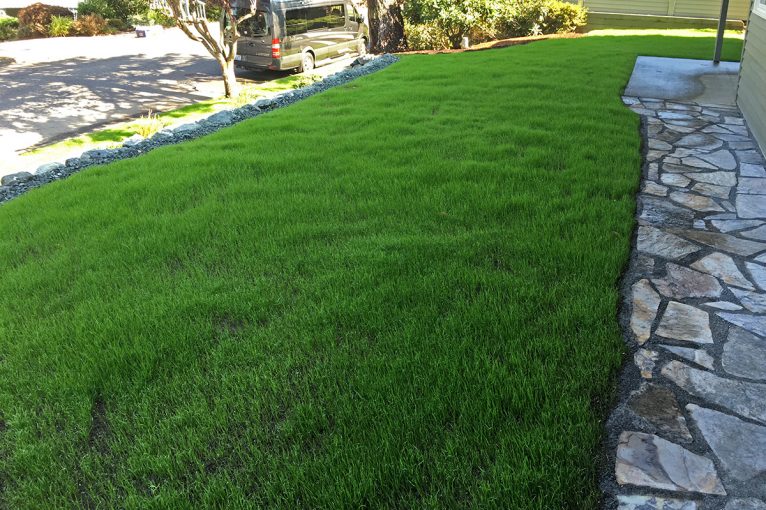 Whatcom Landscapes Lawn Installation