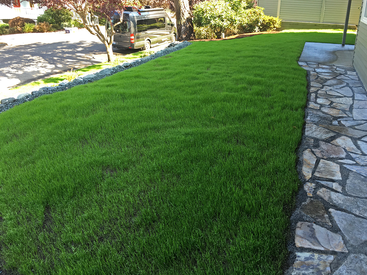 Whatcom Landscapes Lawn Installation